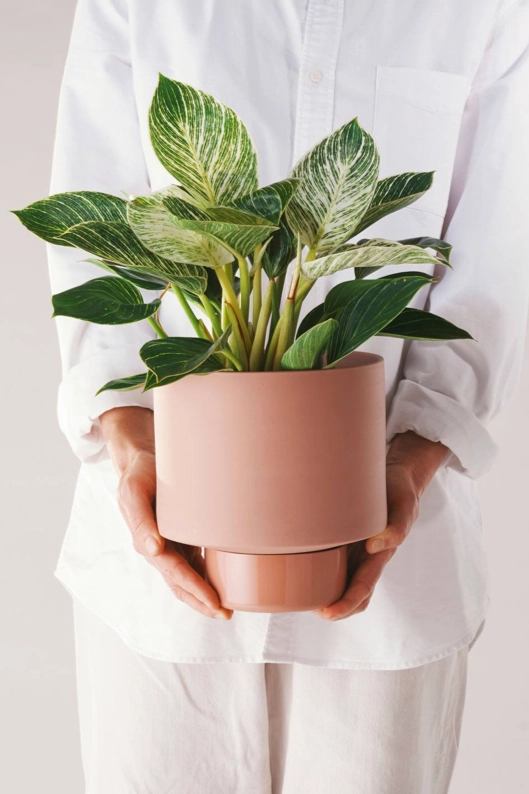 Collector's Gro Pot Ochre Large