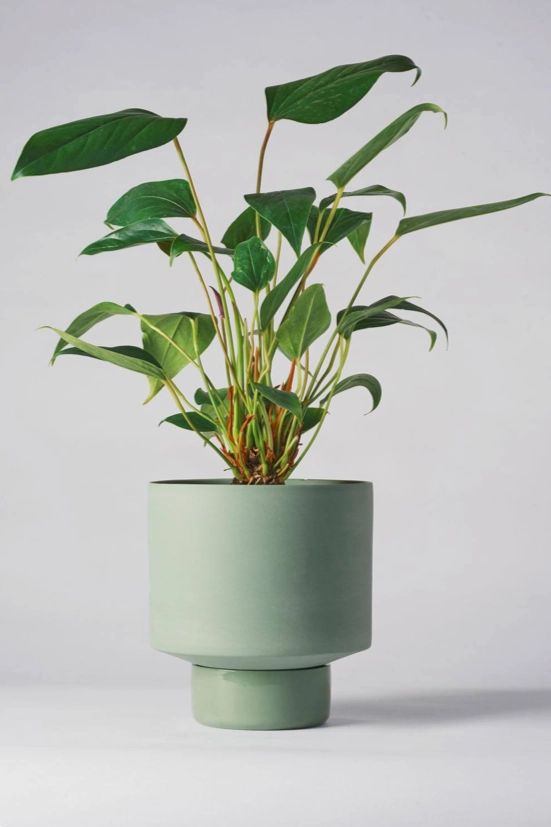 Collector's Gro Pot Olive Large