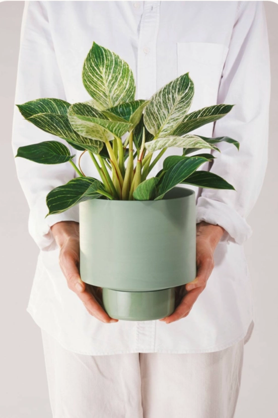 Collector's Gro Pot Olive Large