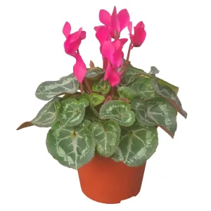 Cyclamen Plant,realistic flower bouquet 