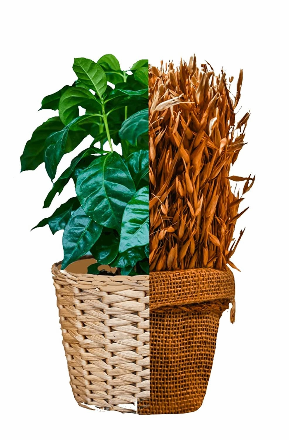 DAP Fertilizer And Potash Fertilizer (MOP)