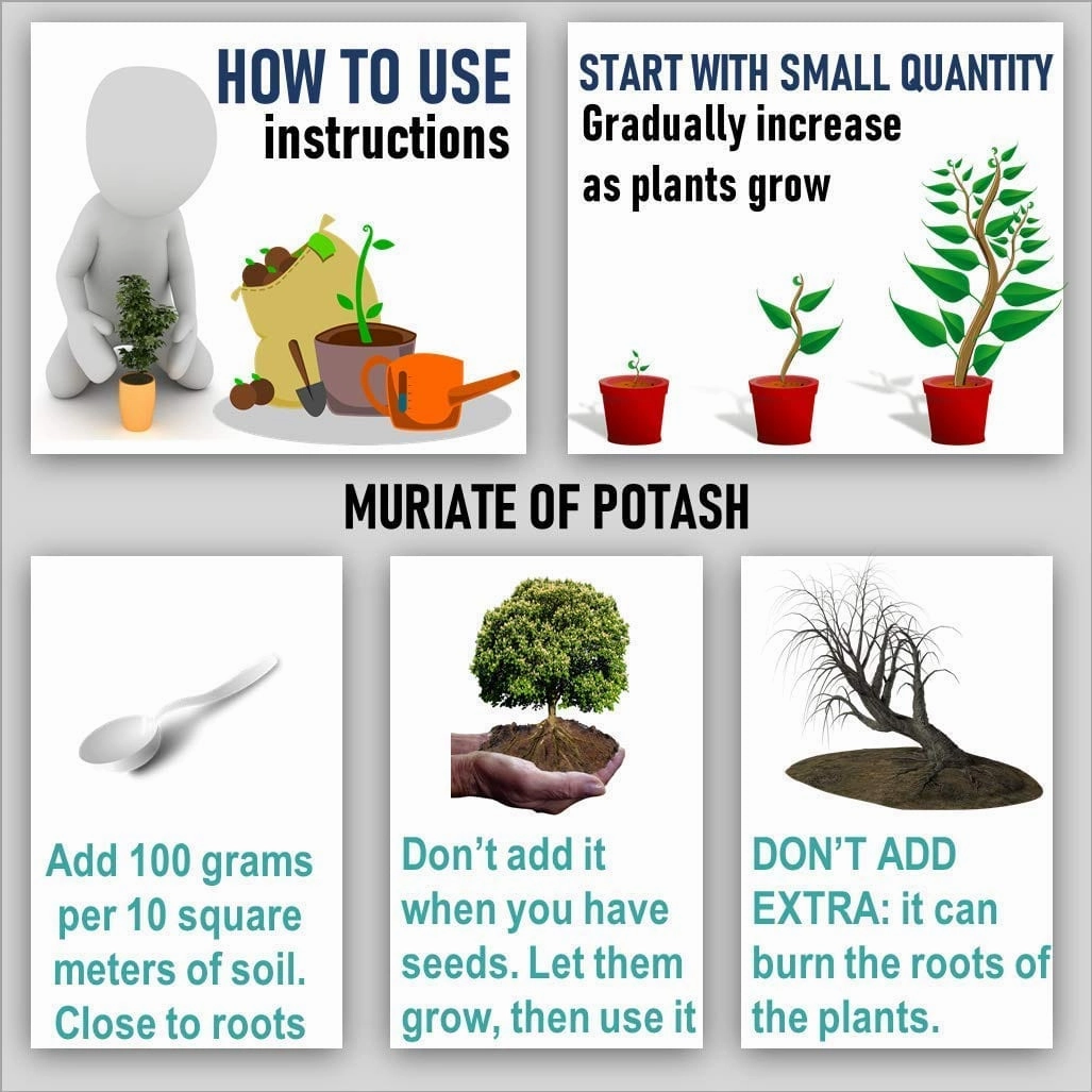 DAP Fertilizer And Potash Fertilizer (MOP)