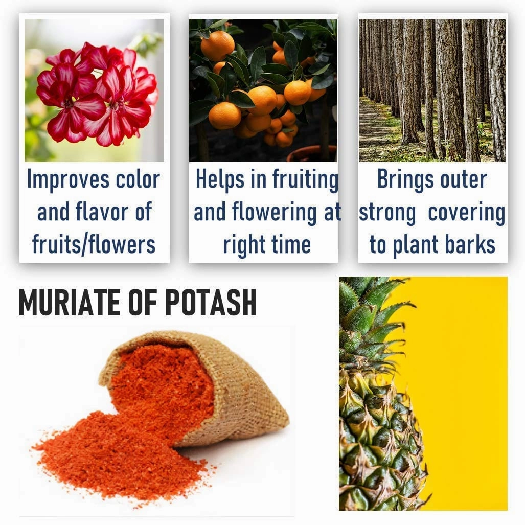 DAP Fertilizer And Potash Fertilizer (MOP)
