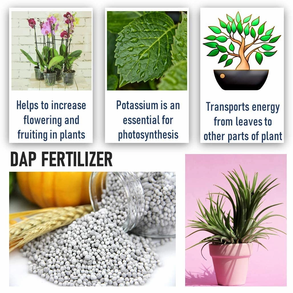 DAP Fertilizer And Potash Fertilizer (MOP)
