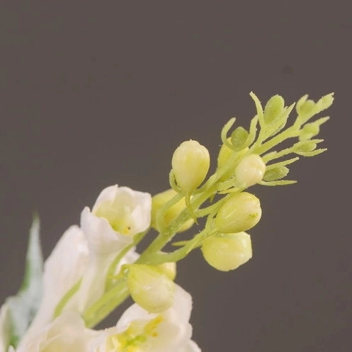 Delphinium Real Touch Artificial Silk Flower 70cm Stem White DELPHINIUM001