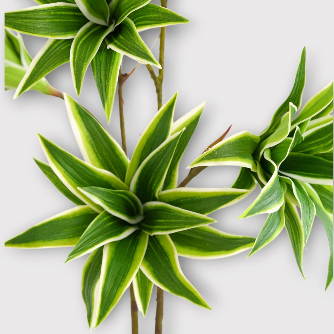Dracaena Artificial Silk Flowers Green DRACAENA001
