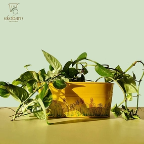 EkoPlanter - Cactus,hanging suspension frame