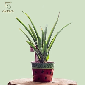 EkoPlanter - Watermelon,hanging suspension frame