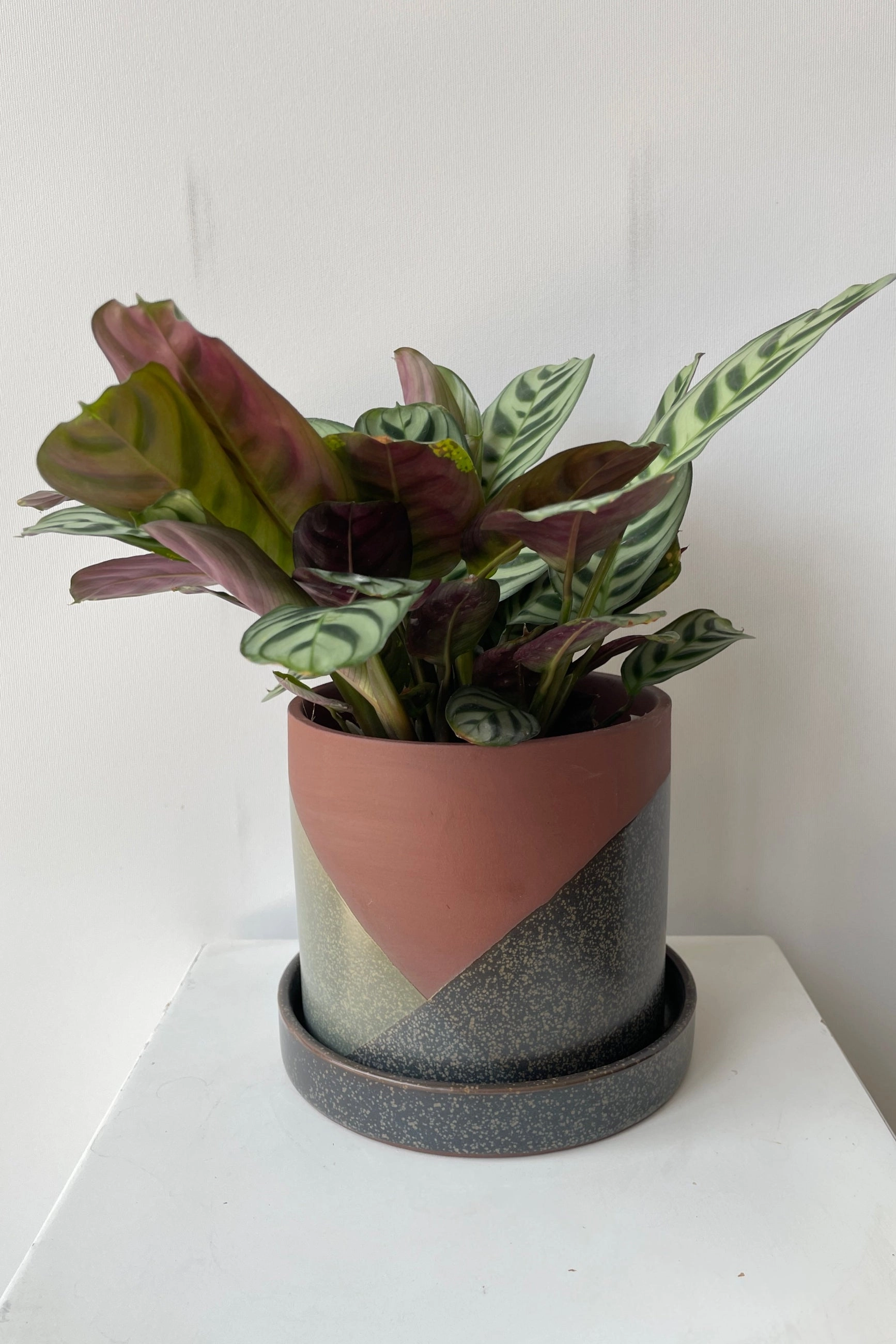 El Cerro Pot Small