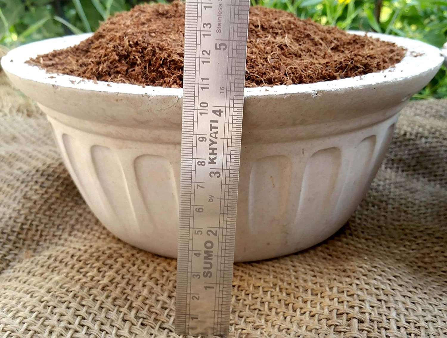 Epsom Salt and Cocopeat Block Free Coriander Seeds