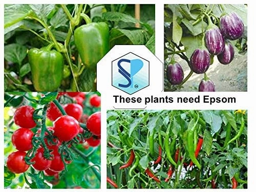 Epsom Salt and Cocopeat Block Free Coriander Seeds