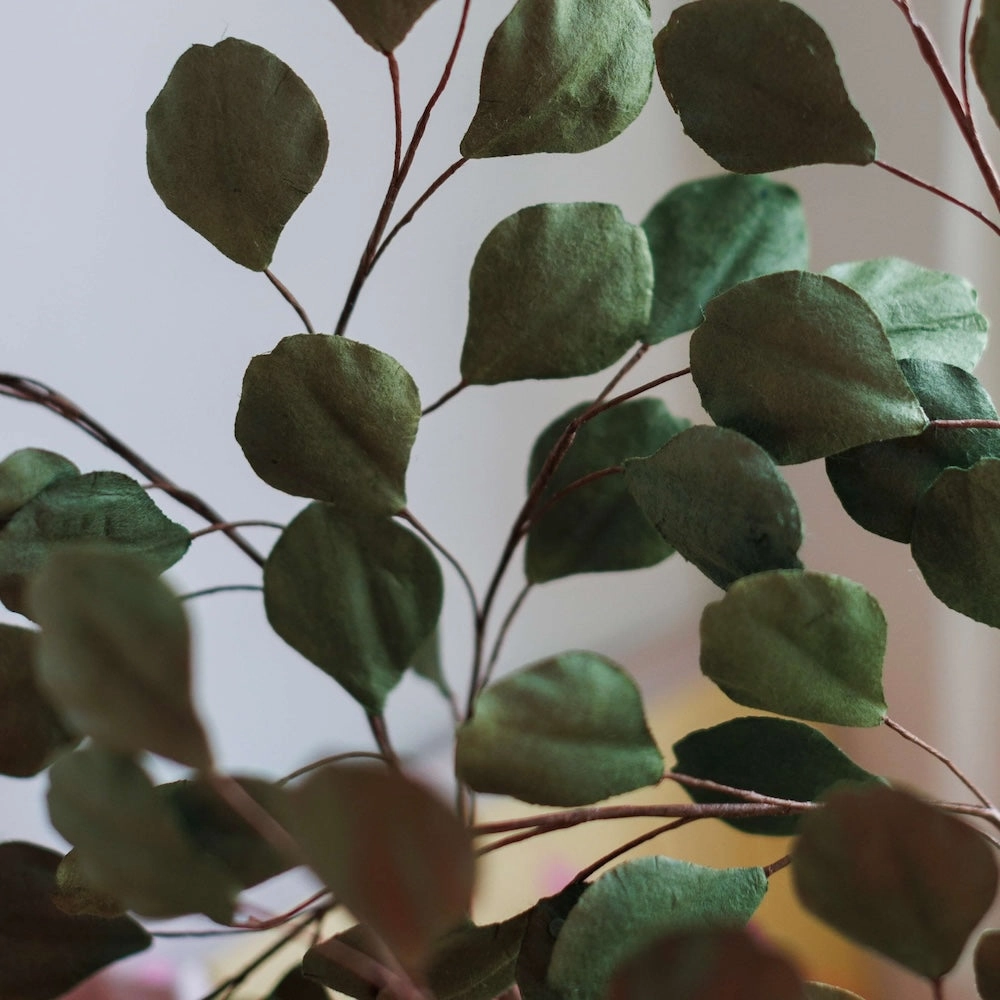 Eucalyptus gum tree en papier vert clair