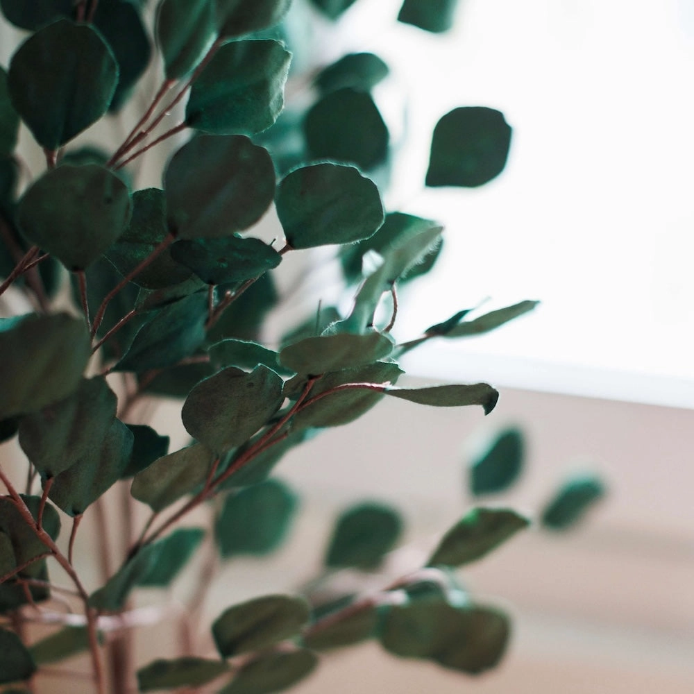 Eucalyptus gum tree en papier vert fort