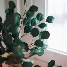 Eucalyptus gum tree en papier vert fort,mother's day bouquet