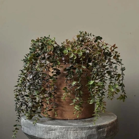 Eucalyptus Trailing Branch 69cm,dried artificial flower