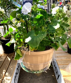 Everspring Hanging Saucer - Vinyl Saucer Clear Round,terracotta plant pot