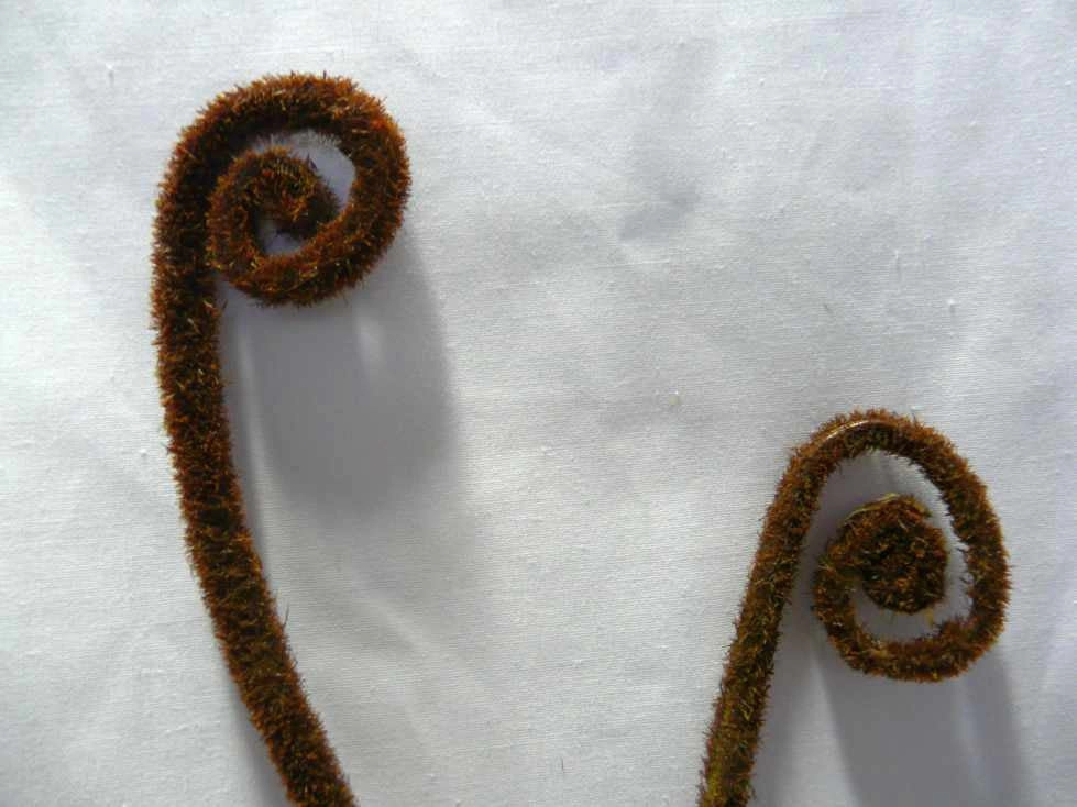 F0042(2) Fiddlehead Fern / Curly Fern Frond 87cm Brown