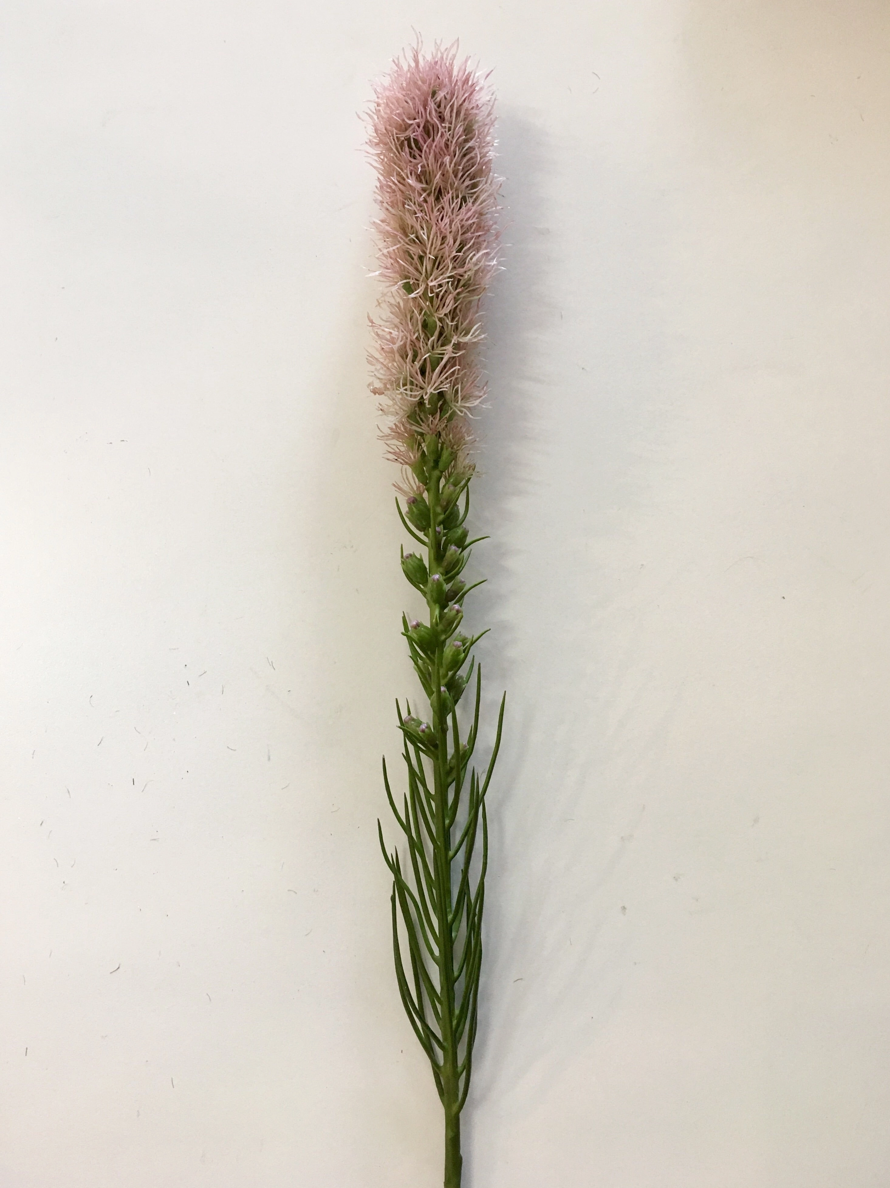 F0182 Liatris / Gayfeather / Blazing Stars Single Stem 79cm Purple / Pink