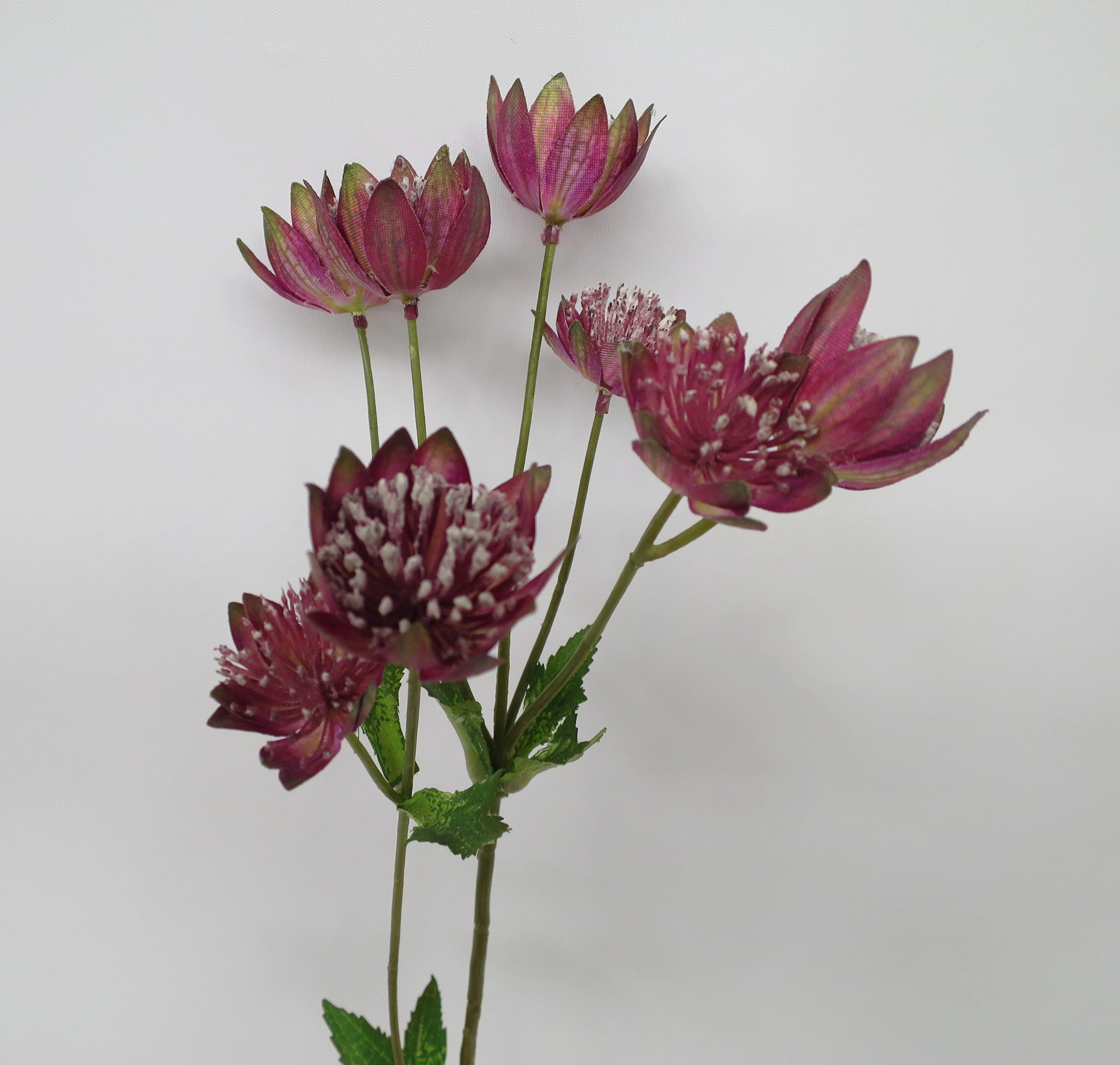 F0193 Astrantia Spray 54cm Plum