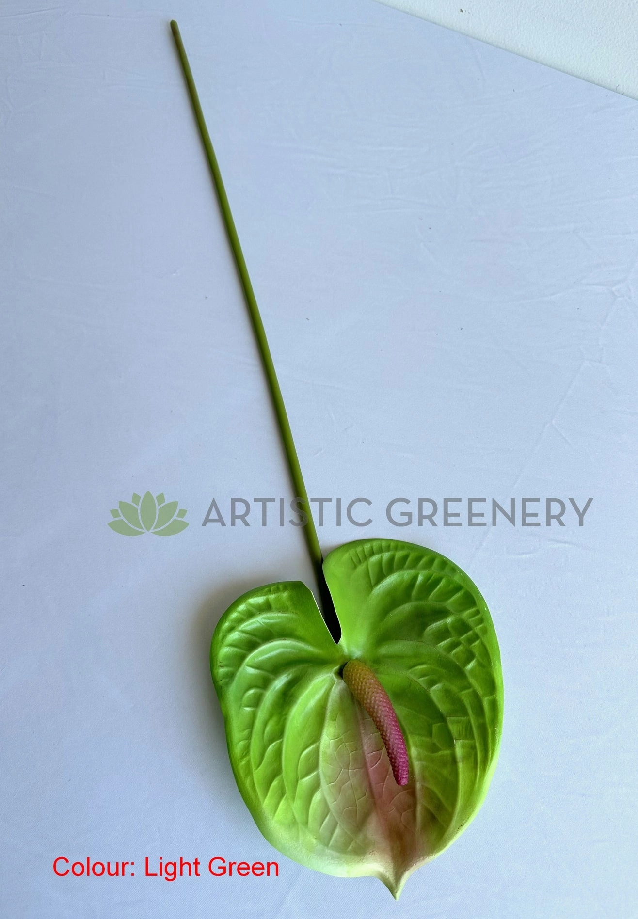 F0257L Anthurium / Flamingo Flower 63cm Large Red / Light Green / White