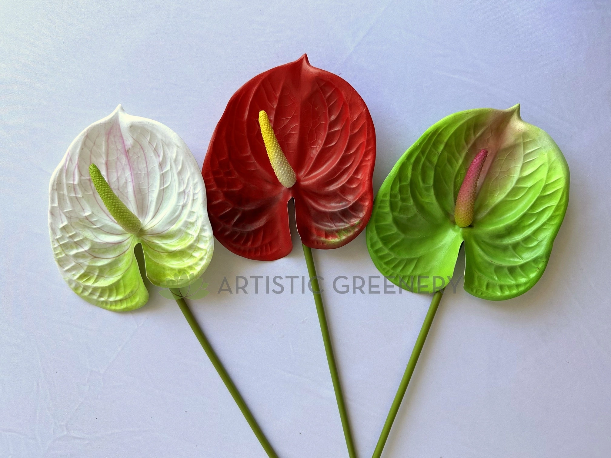 F0257L Anthurium / Flamingo Flower 63cm Large Red / Light Green / White