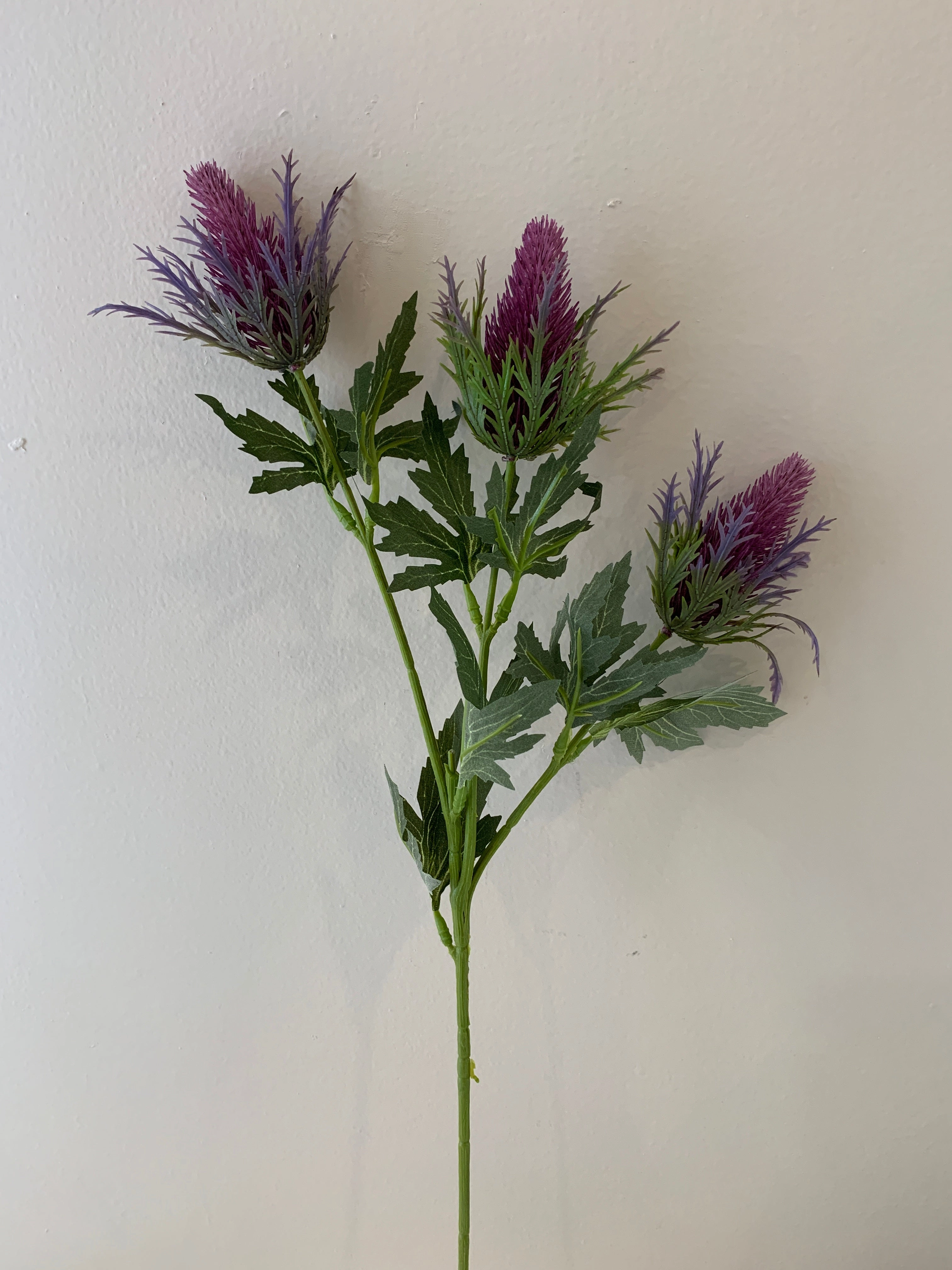 F0292 F0294 F0295 Eryngium Thistles / Sea Holly 61-68cm Purple