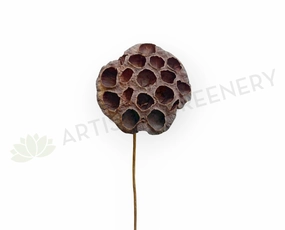F0401 Dried Lotus Pod Stem 44cm (9cm Diameter),garden field mower