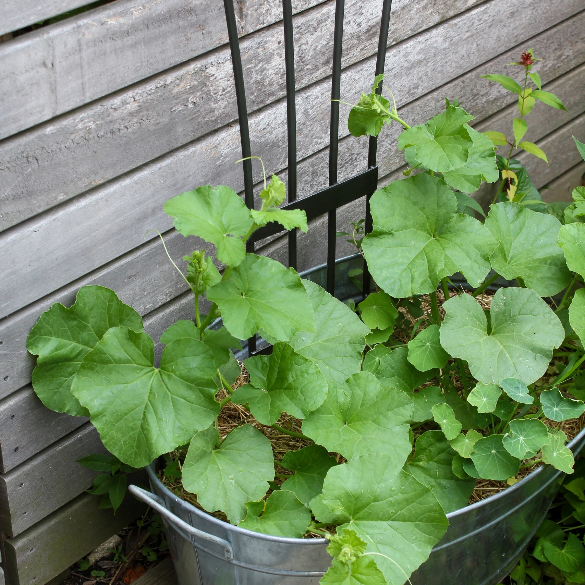 Fan Garden Trellis