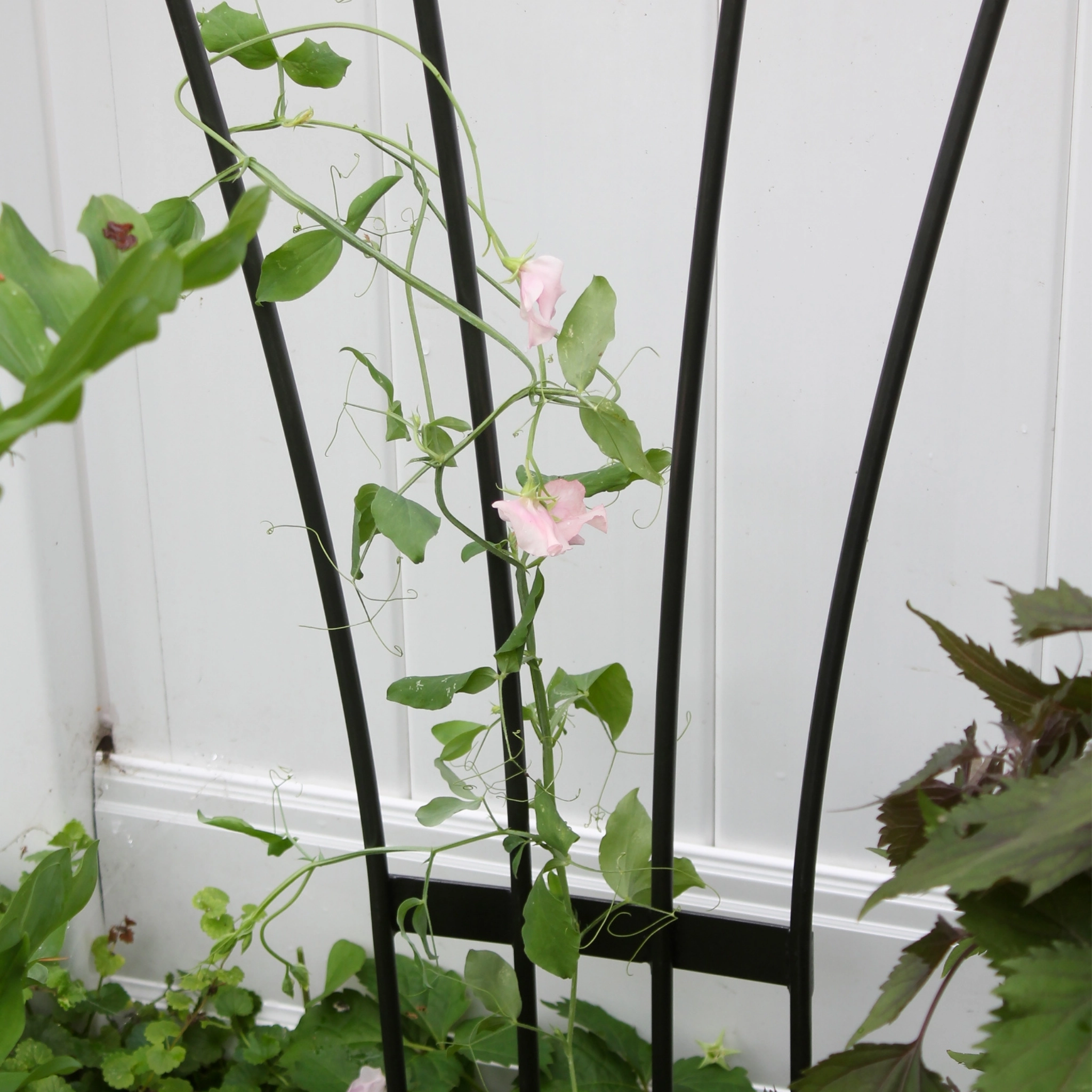 Fan Garden Trellis
