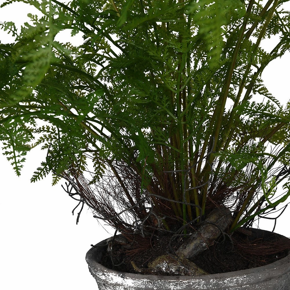 Fern Bush in Ceramic Pot 70cm