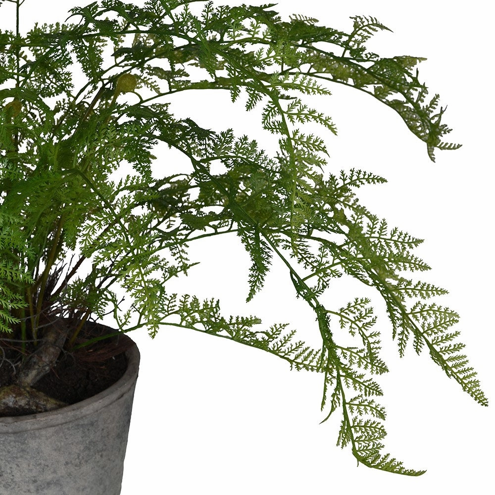 Fern Bush in Ceramic Pot 70cm