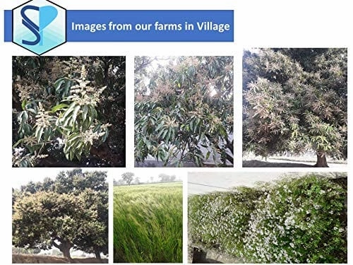 Fertile Nutrient Rich Black Soil and Dried Cow Manure (2.5 Kg   2 Kg) With Free Seeds