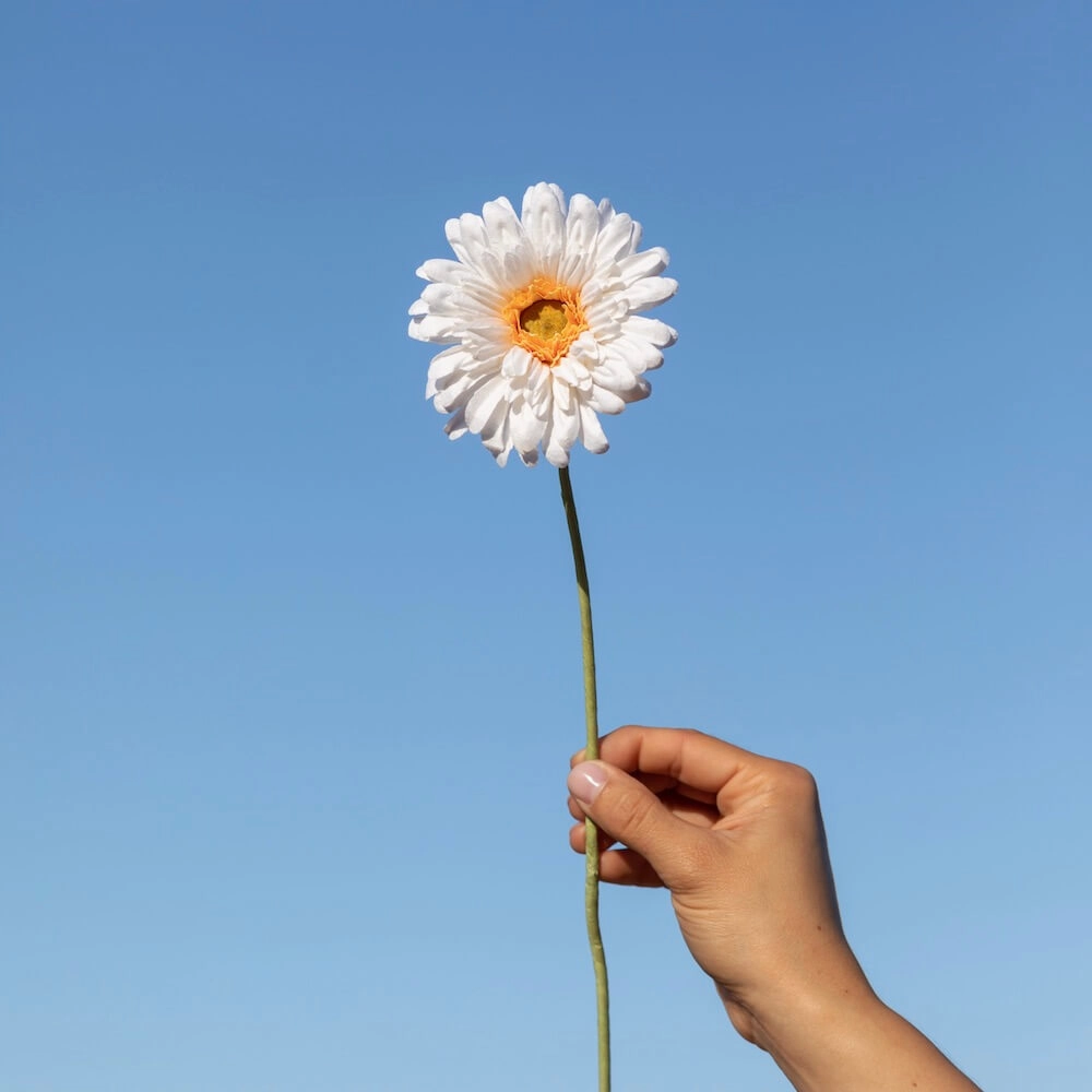 Gerbera en papier blanc