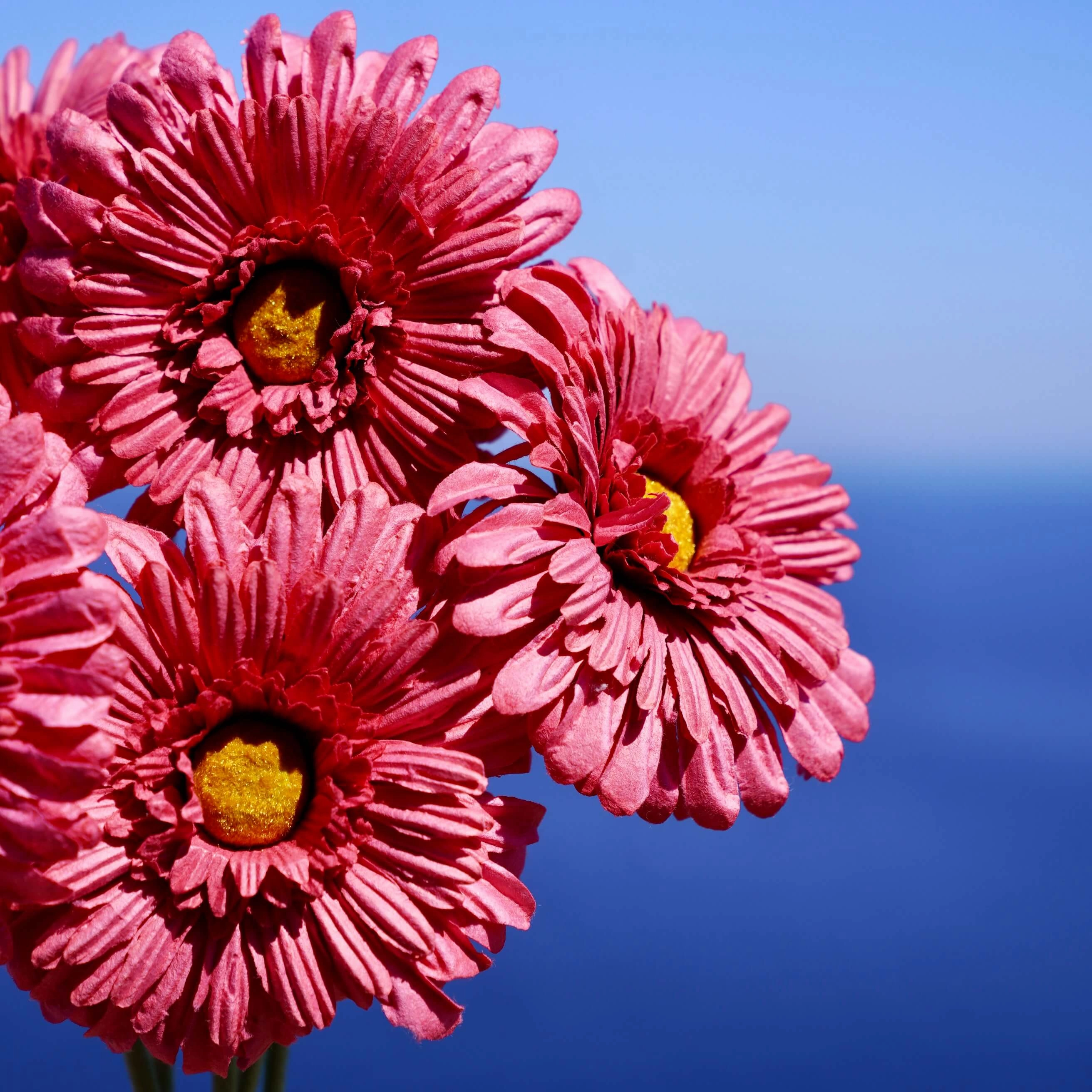 Gerbera en papier fuchsia