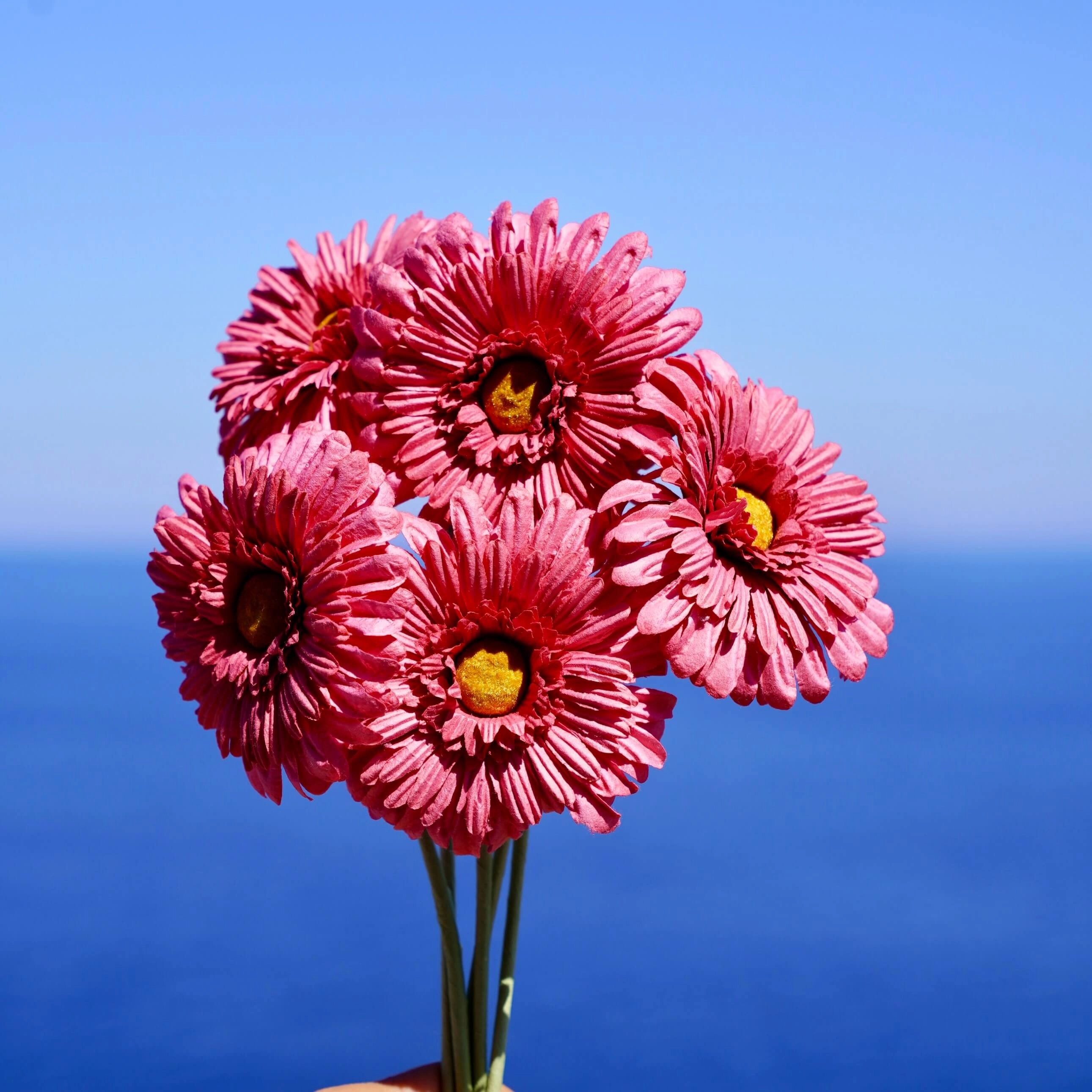 Gerbera en papier fuchsia