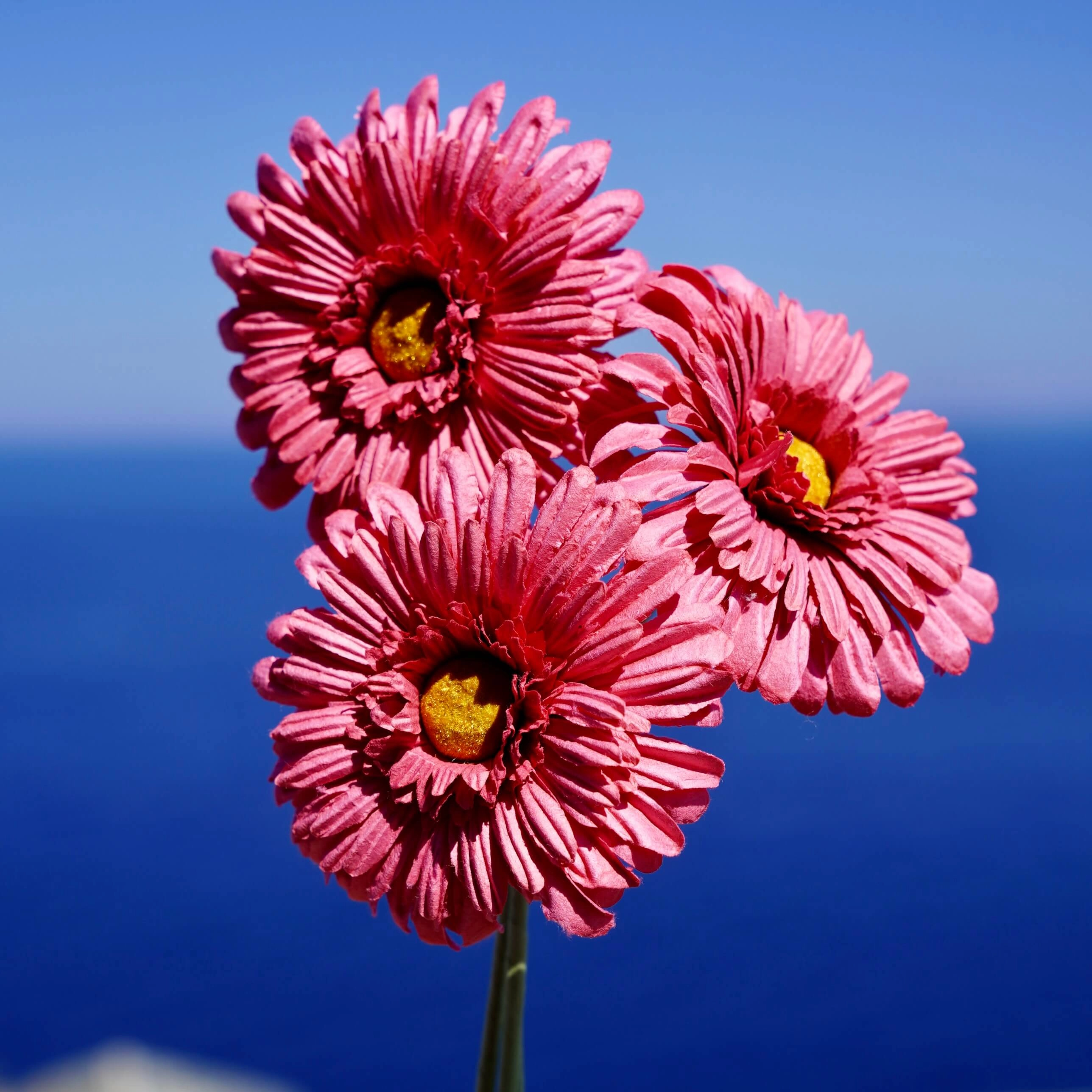 Gerbera en papier fuchsia