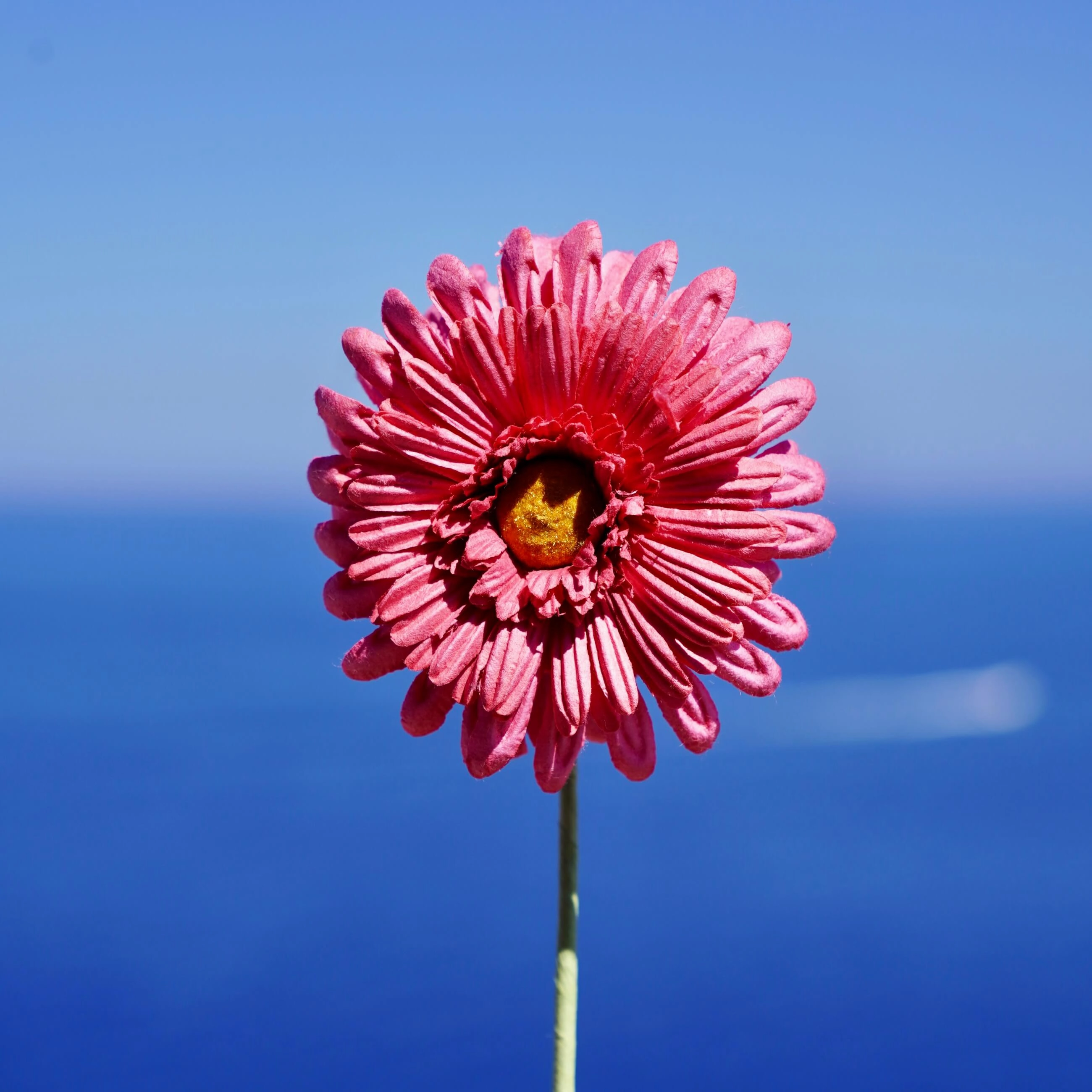 Gerbera en papier fuchsia