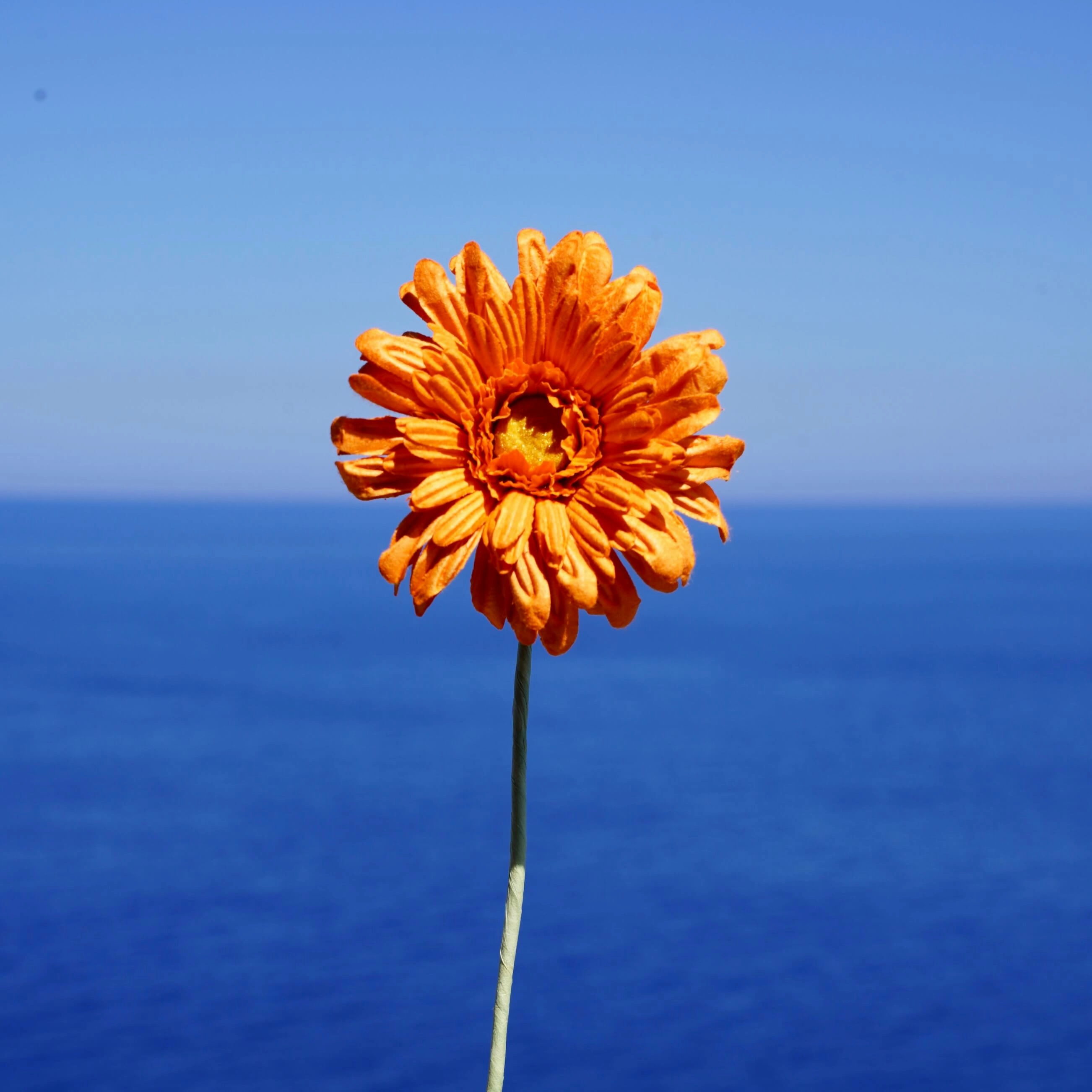 Gerbera en papier orange