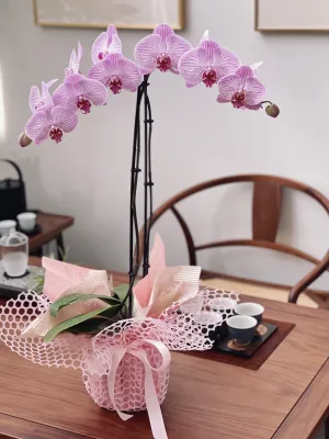 Gift-Wrapped Orchid,realistic flower bouquet 