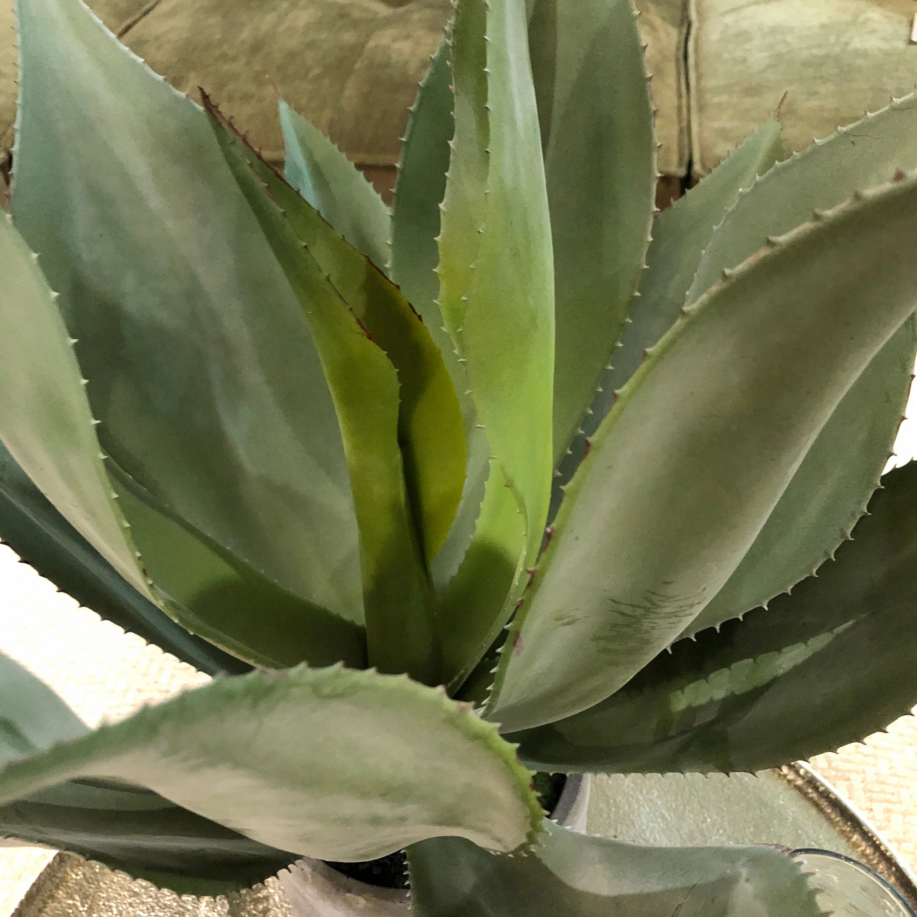Green Aloe Vera Plant in Clay Pot 47cm
