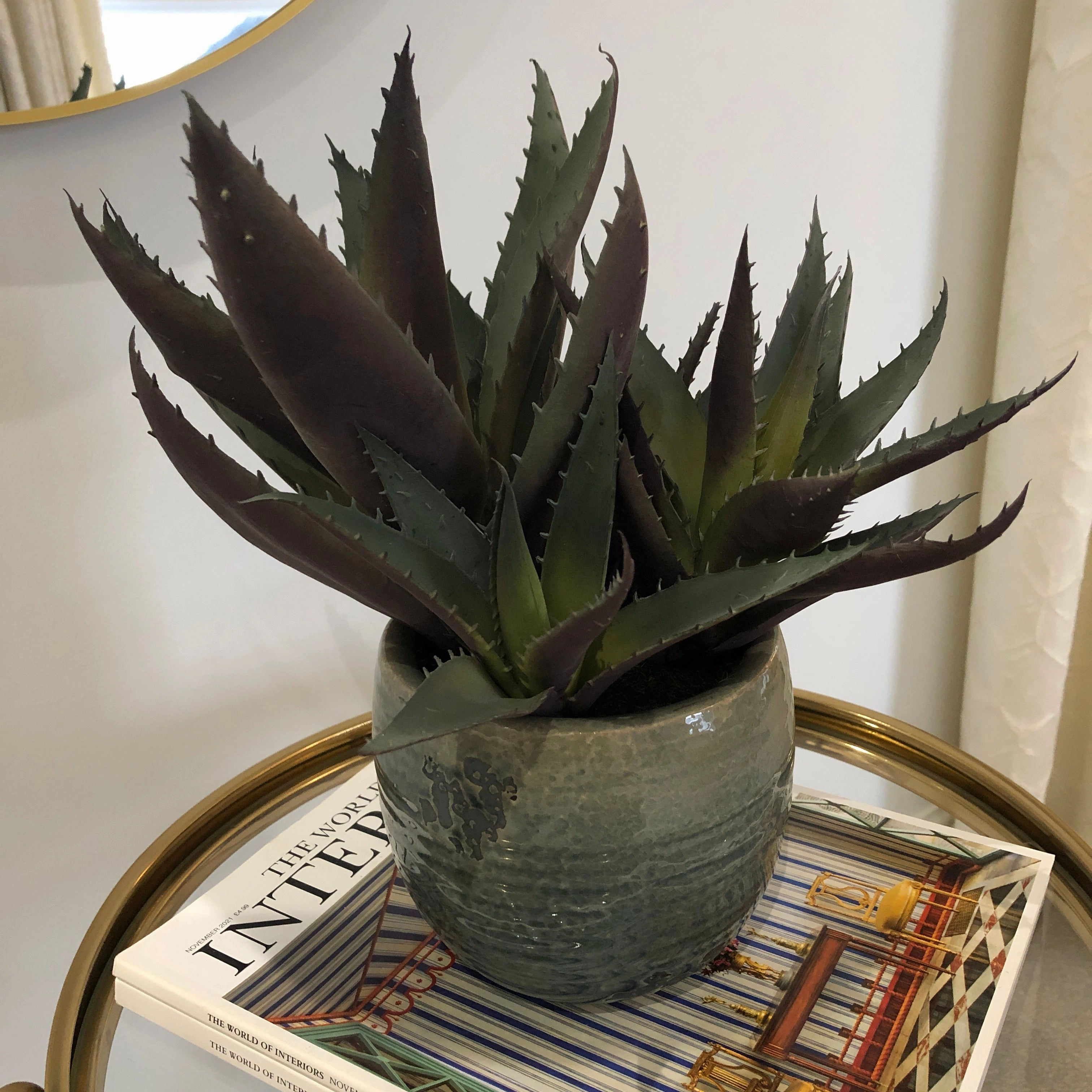 Green and Purple Spikey Aloe Vera in Cream Ribbed Clay Pot