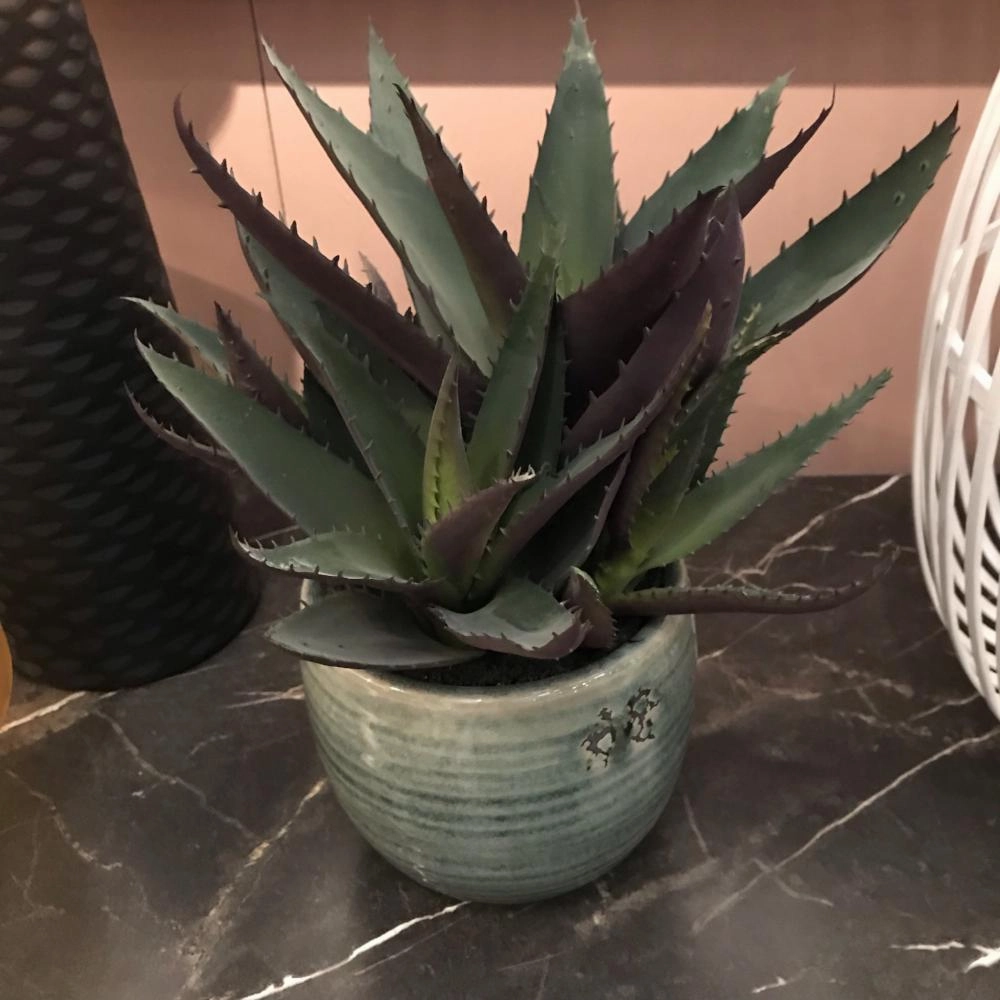 Green and Purple Spikey Aloe Vera in Cream Ribbed Clay Pot
