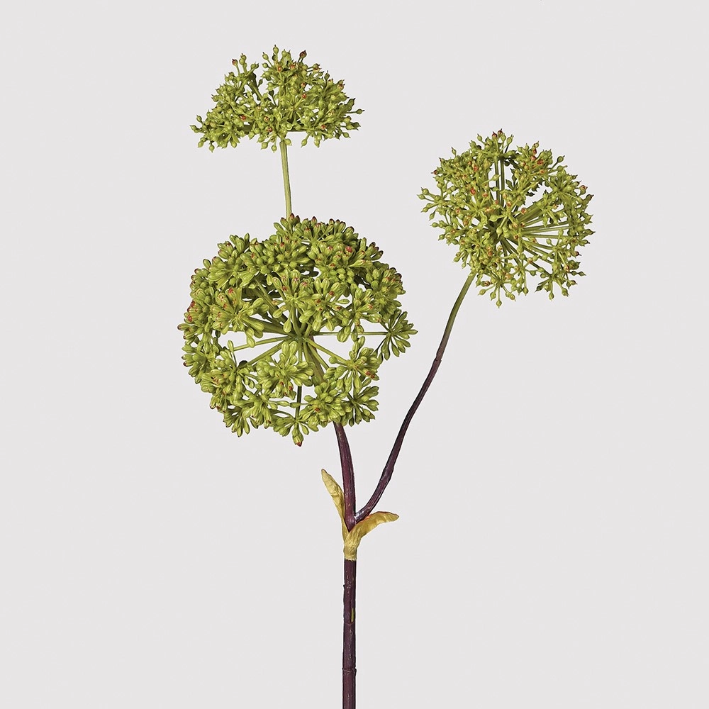 Green Angelica Seed Head Stem 76cm