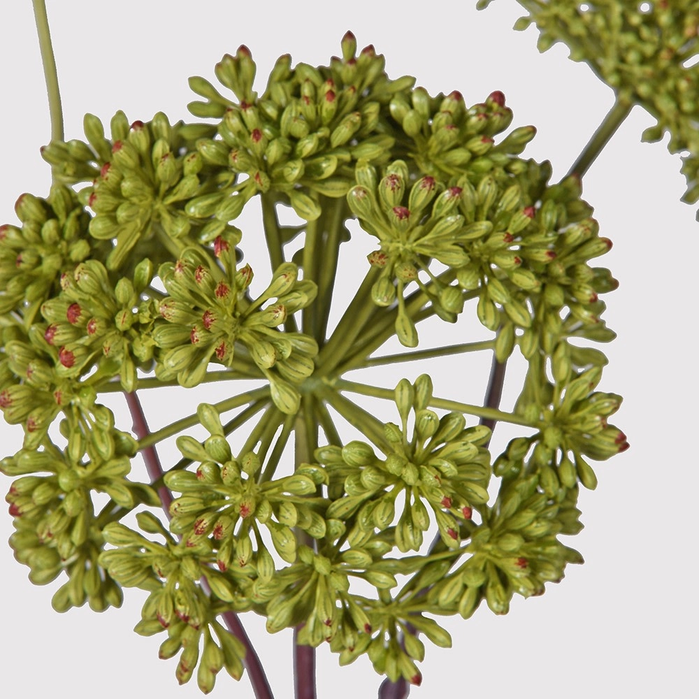 Green Angelica Seed Head Stem 76cm
