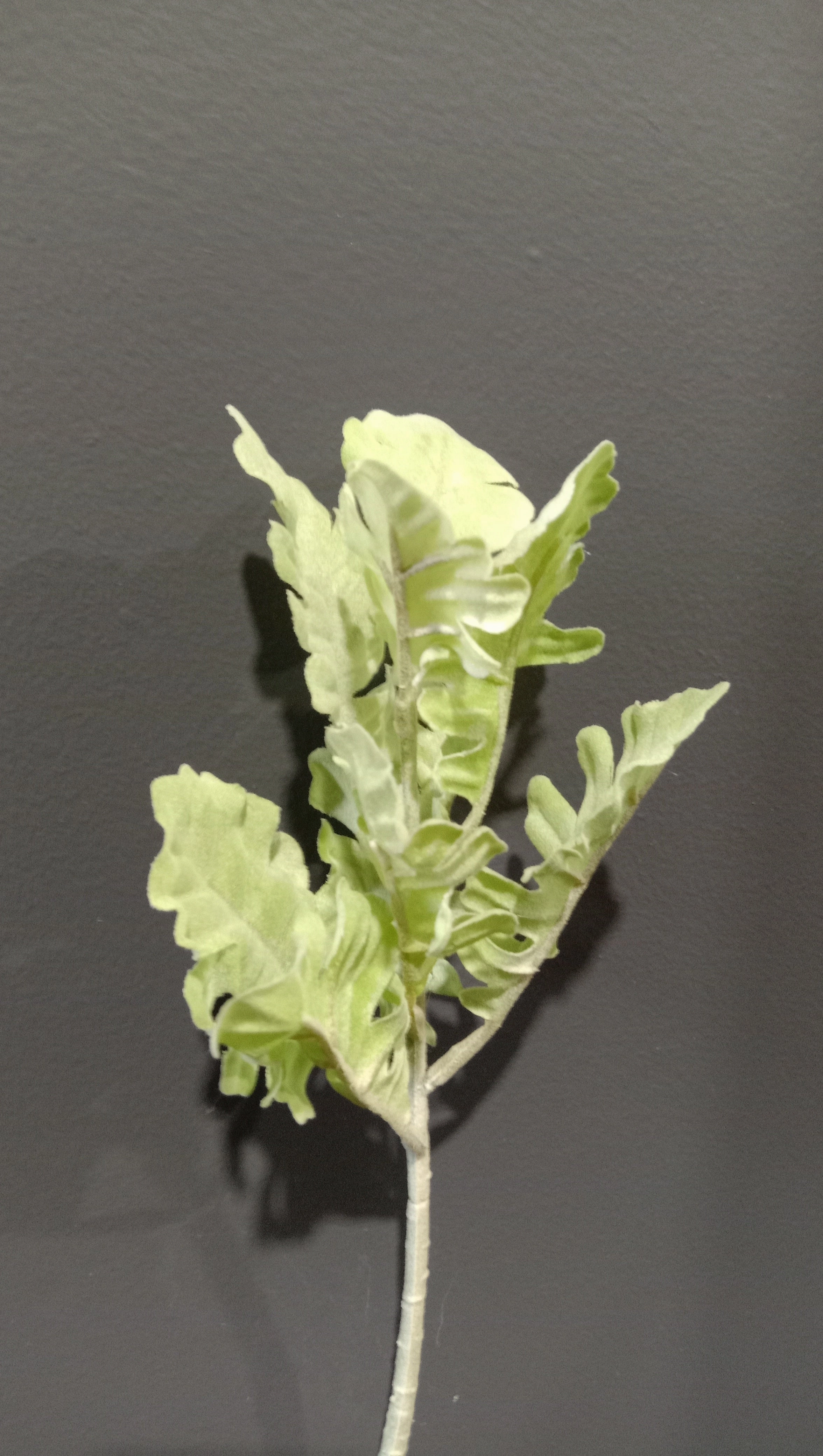Green Artificial leaf wedding greenery lambs ear with small cuts