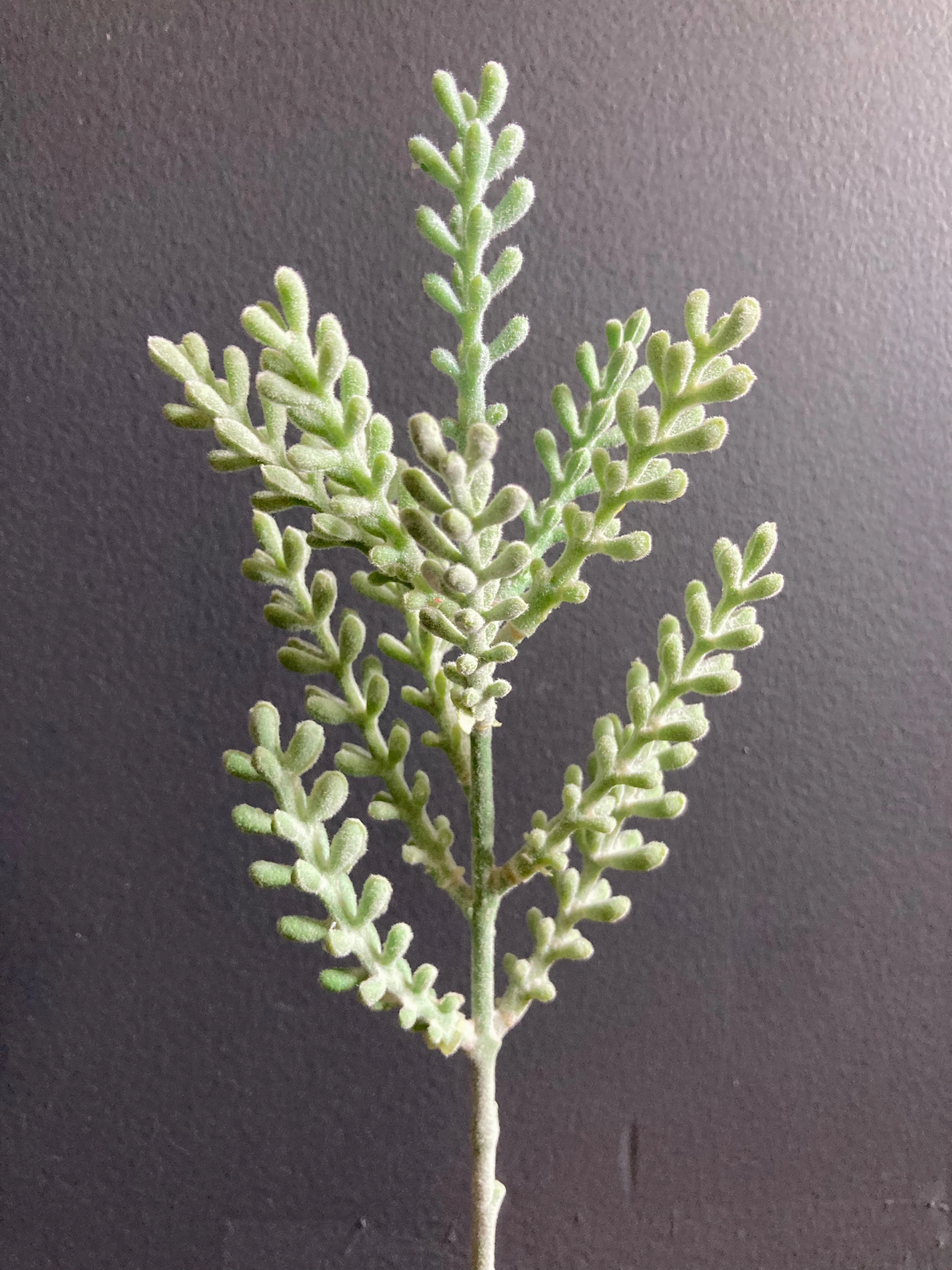 Green deer Antler pick leaf