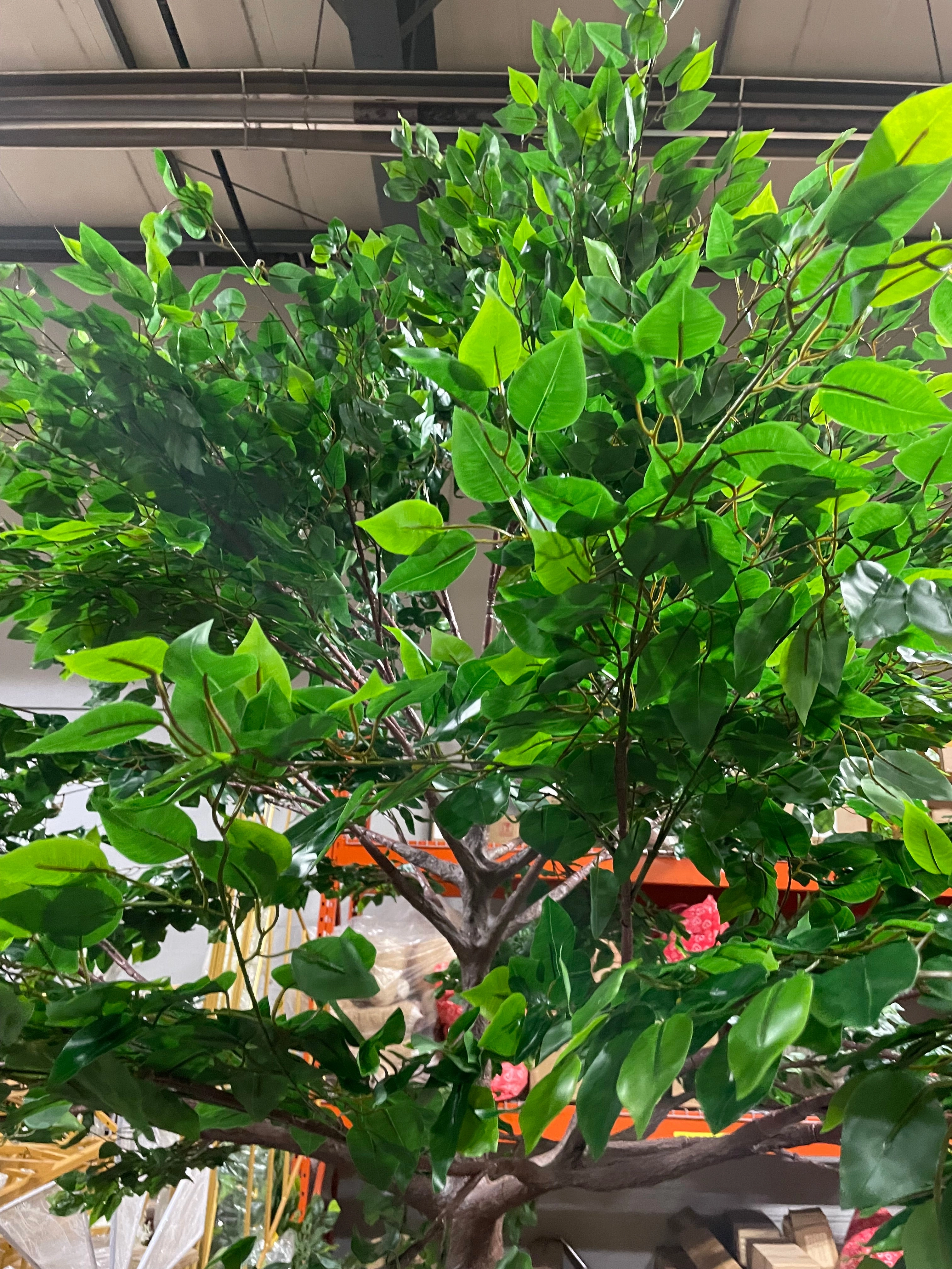 Green Ficus leaf Tree 10 feet XDTMB16-21-3M