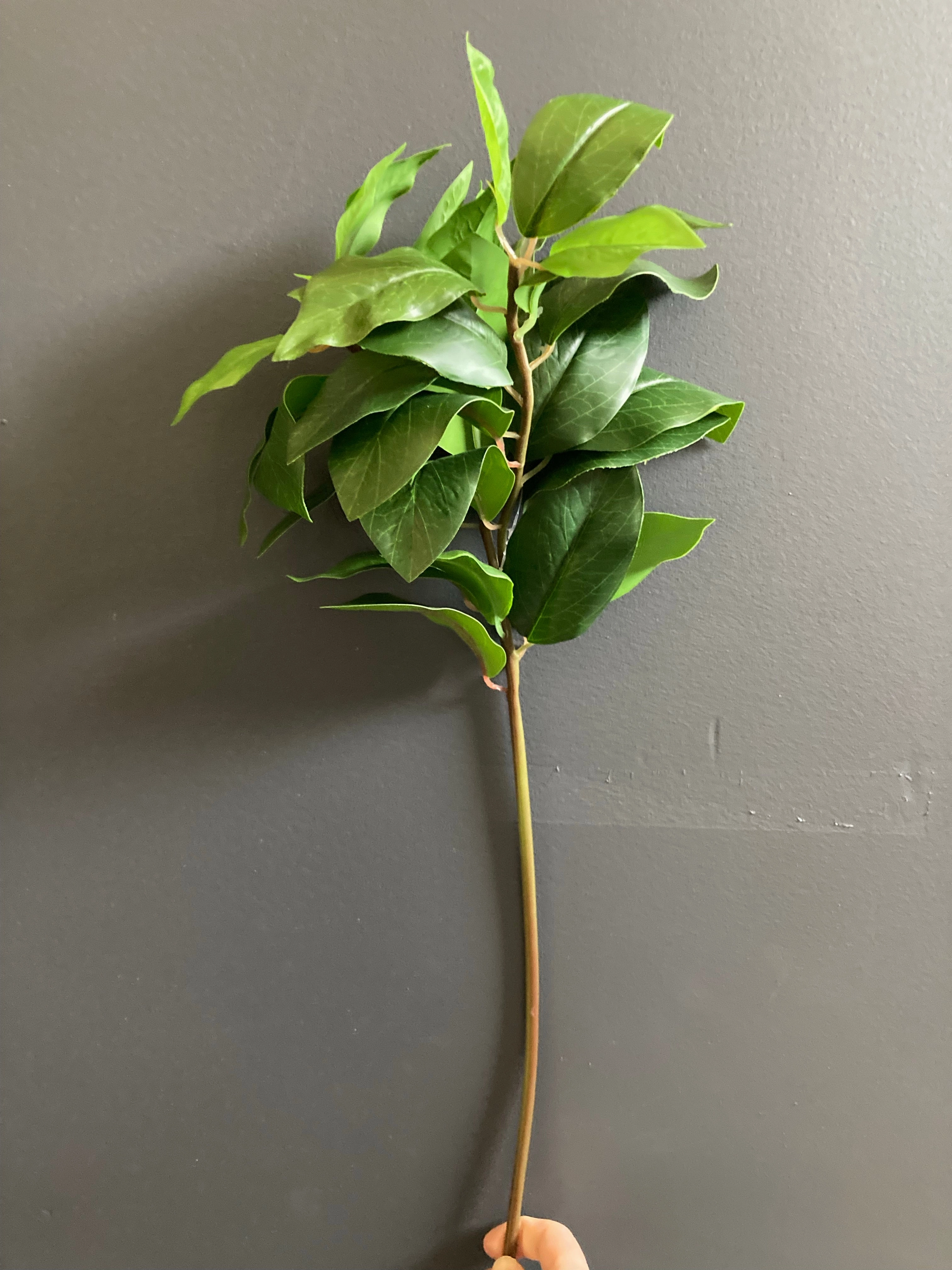 Green Laurel Leaf salal Greenery