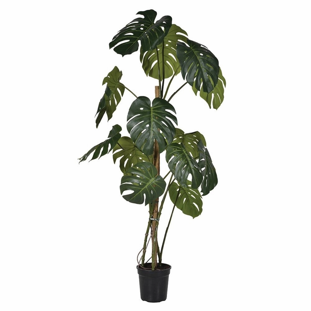 Green Monstera Tree in Black Plastic Pot 156cm