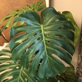 Green Monstera Tree in Black Plastic Pot 156cm,dried artificial flower
